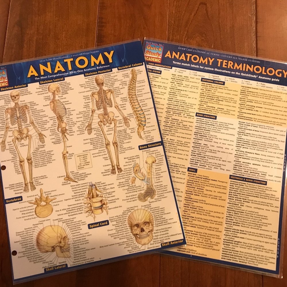 ANATOMY AND ANATOMY TERMINOLOGY QUICKSTUDY LAMINATED REFERENCE GUIDE